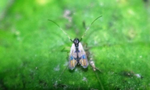 Réf. 359 001 : Polypedilum sp.